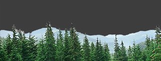 Our forest